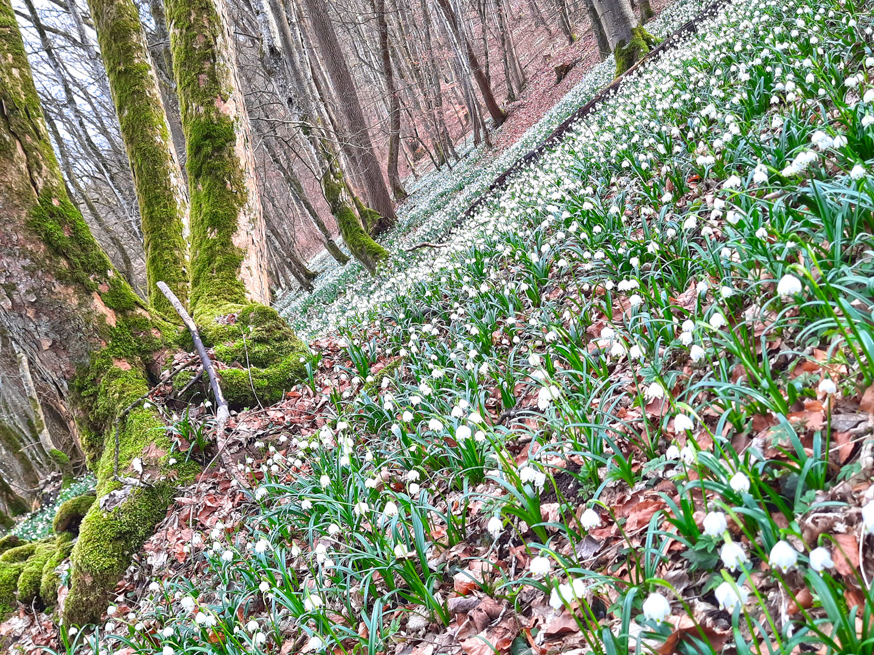 märzenbecherwald web