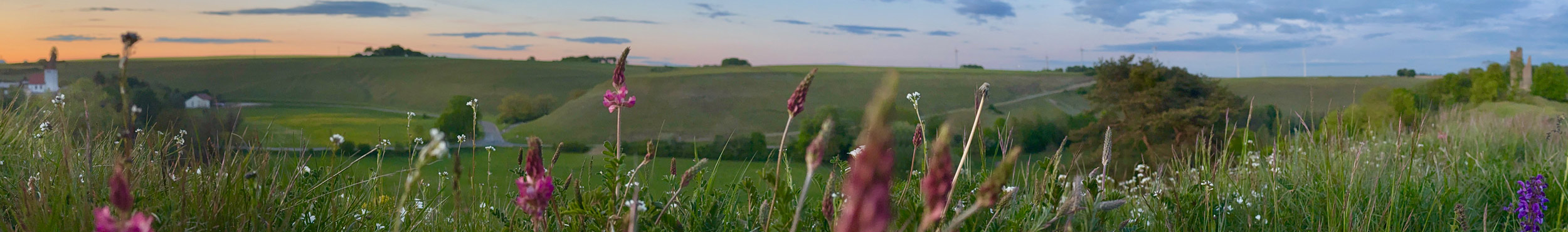 blumen pano web